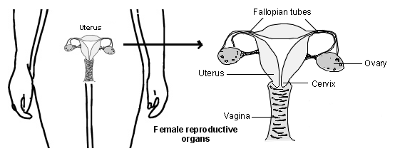 female-reproductive-organs