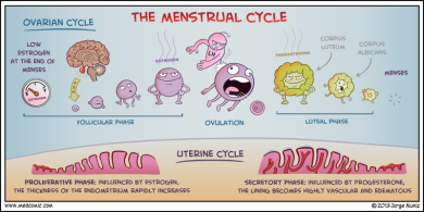 menstrual-cycle