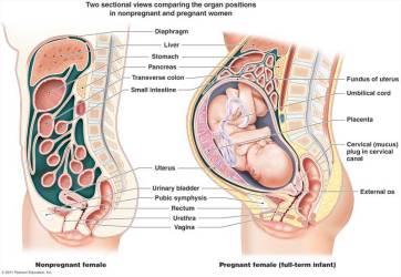 bgg2wl-pregnancy-diagram